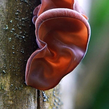Мицелий на брусочках Муэр (Иудино ухо), Auricularia auricula