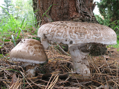 Міцелій Печериці парового, Agaricus vaporarius 100 г