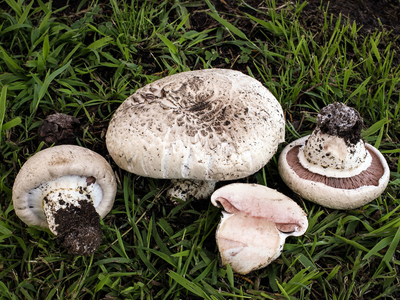 Міцелій Печериці бернардовидного, Agaricus bernardiiformis 100 г