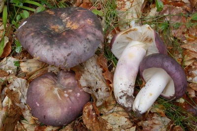 Мицелий Сыроежки сине-жёлтой, Russula cyanoxantha 100 г