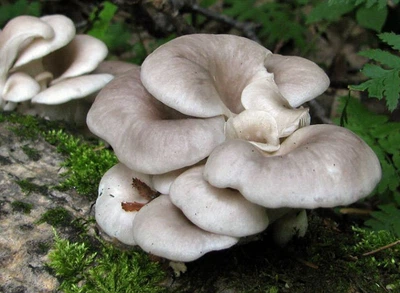 Мицелий на брусочках Вешенка рожковидная (Вешенка обильная), Pleurotus cornucopiae