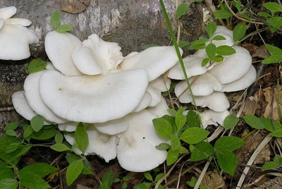 Мицелий Вешенки белой, Pleurotus pulmonarius 100 г