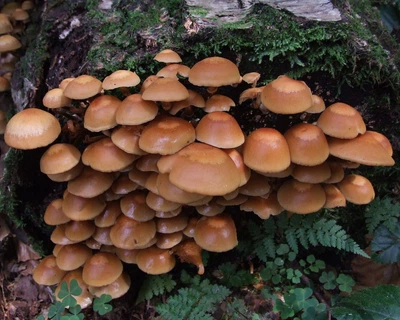 Міцелій на брусочки Опеньок літній (Опеньок липовий), Kuehneromyces mutabilis