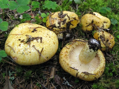 Мицелий Груздя синеющего, Lactarius repraesentaneus 100 г
