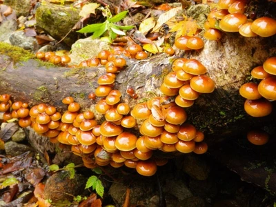 Міцелій на брусочки Опеньок натяк (Фоліота намеко), Pholiota nameko