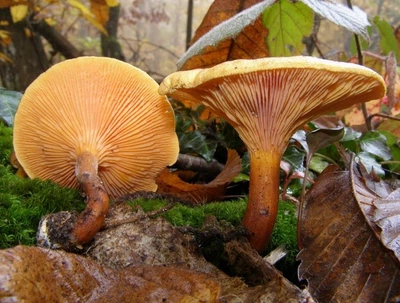 Мицелий Лисички ложной (Говорушки оранжевой), Hygrophoropsis aurantiaca 100 г