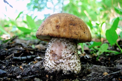 Мицелий Подберёзовика розовеющего (окисляющегося), Leccinum oxydabile 100 г