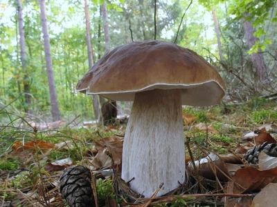 Міцелій Білого гриба ялинового, Boletus edulis 100 г