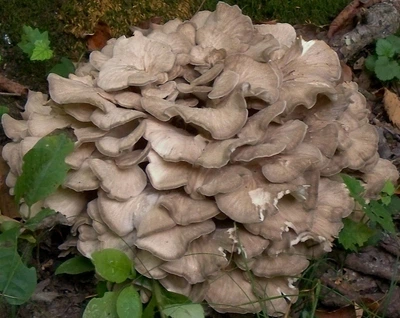 Мицелий на брусочках Мейтаке (Грифола курчавая), Grifola frondosa