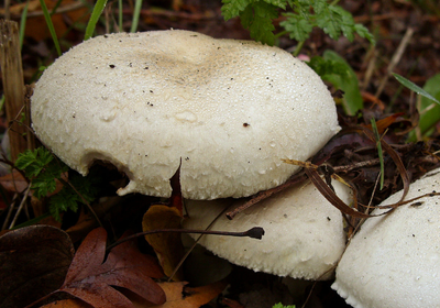 Міцелій Печериці крупноплідного, Agaricus macrosporus 100 г