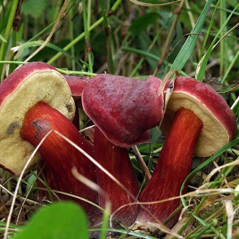 Міцелій Моховика червоного (Боровик краснеющего), Xerocomus rubellus 100 г