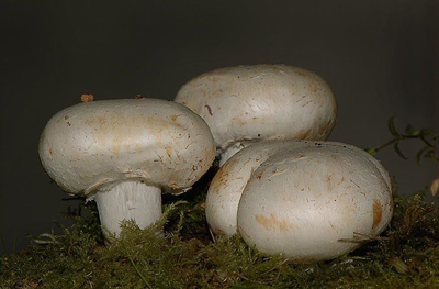 Міцелій Печериці садового, Адагісиѕ hortensis 100 г
