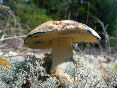 Мицелий Гиропора берёзового (Гиропоруса синеющего), Gyroporus cyanescens 100 г