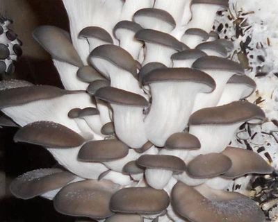Мицелий Вешенки обыкновенной серой, Pleurotus sajor-caju 100 г
