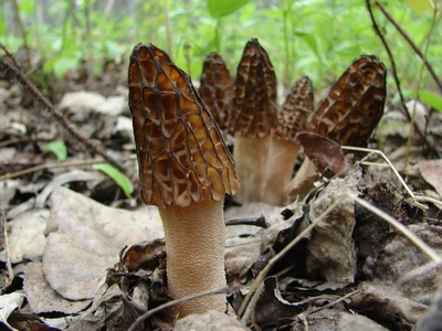 Мицелий Сморчка высокого, Morchella elata 100 г
