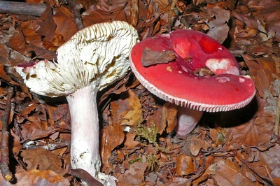 Мицелий Сыроежки красивой (Сыроежки розовой), Russula bella 100 г