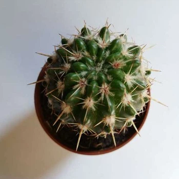 Кактус 60 GreenLife, контейнер 5х5