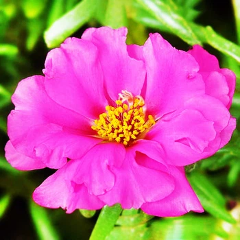 Портулак Грандифлора, рожевий Florium