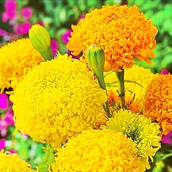Чорнобривці Фантастік суміш Жовтий, Помаранчевий Насіння Florium (726472)