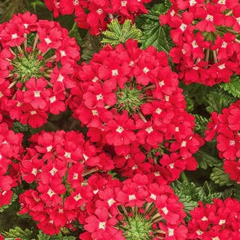 Вербена гібридна звисаюча суміш Різнобарвний Насіння Florium (726490)