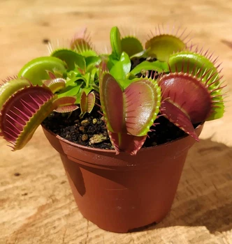 Дионея Венерина Мухоловка Растение P-9 см (Dionaea Muscipula)