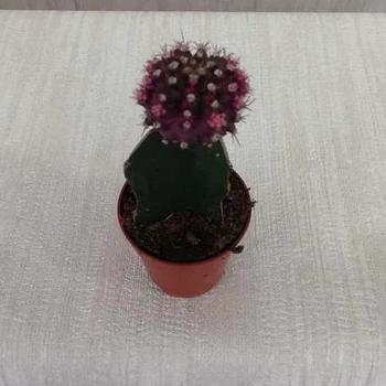 Кактус Gymnocalycium Gemeng, d=5.5см. фиолетовый, GreenLife