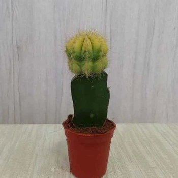 Кактус Gymnocalycium Gemeng, d=5.5см. желтый, GreenLife