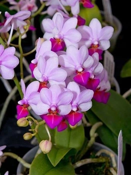 Орхидея (нецветущий подросток) TopDreams фаленопсис Льюис Берри Phalaenopsis Liu's Berry 1155 в размере 1.7