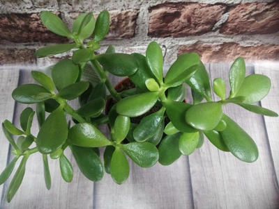 Горшечное растение Красcула Crassuia Ovata