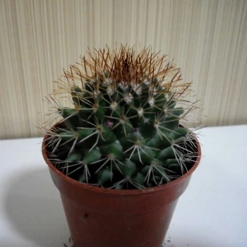 Кактус GreenLife №6 контейнер d=5 см