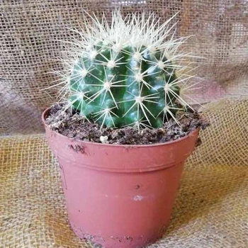 Кактус Грузони XXL GreenLife, контейнер d=12