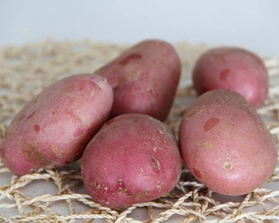 Картопля насіннєва Бордо 1 кг середньостиглий 1 репродукція AgroPlant