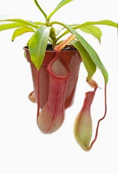 Растение хищник Непентес Салат AlienPlants Nepenthes "Alata" (SUN005CP)