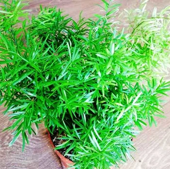 Аспарагус Sprengeri, Greenlife, контейнер