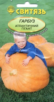 Семена тыква Атлантический гигант 7 семян СВИТЯЗЬ 14876