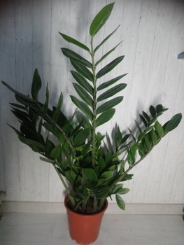 Горшечное растение Замиокулькас-2