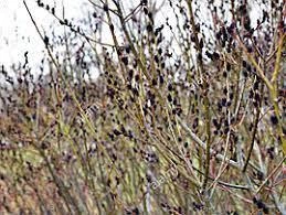 Ива тонкостолбиковая черная "Меланостахис" / Salix gracilistyla Melanostachys С3 / Н80-100