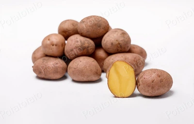 Картошка семенная Лабелла ранний сорт 1 репродукция 15 кг