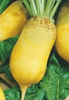 Насіння буряка кормового "Сонет", 300 р. World of Seeds