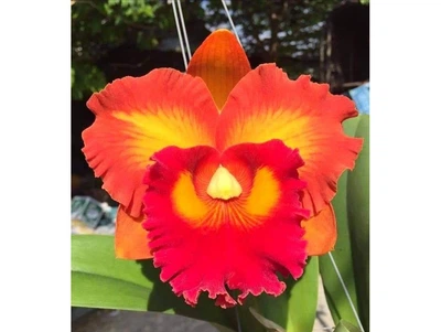 Орхидея (нецветущий подросток) TopDreams Cattleya Red flame W 6081 PC-004 в размере 1.7