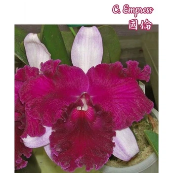 Орхидея (нецветущий подросток) TopDreams C.Empress в размере 2,5