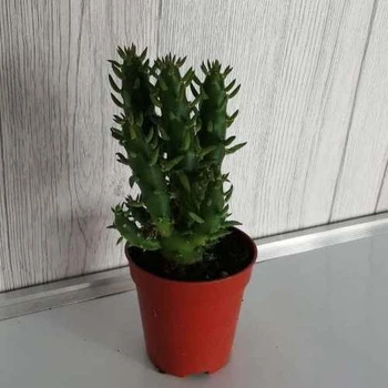 Кактус Эуфорбия GreenLife , контейнер