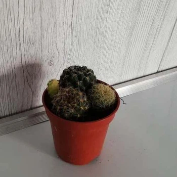 Кактус 20, GreenLife, контейнер d=5 см
