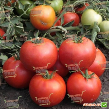 Семена томатов Kitano Seeds Хайд f1 (ks 835) f1 500 семян