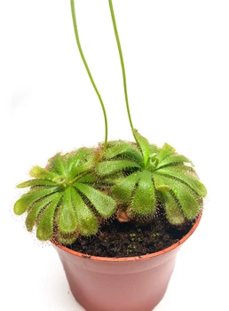Растение хищник Росянка Алисия AlienPlants Drosera Aliciae размер M (SUN0012CP)
