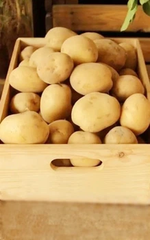 Картопля насіннєва (посадкова) Рів'єра. Ультрарання, 1 репродукція 1 кг. Врожай 2022 року.