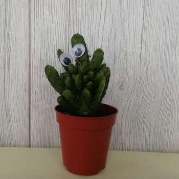 Кактус 17 GreenLife, контейнер d=5см
