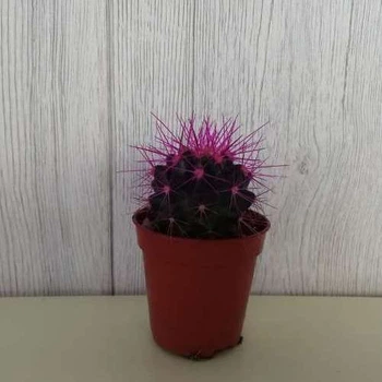 Кактус Реймбол Purple, GreenLife, контейнер d=6 см