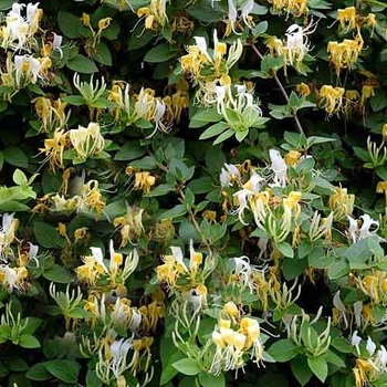 Жимолость японская Hall's Prolific, саженец, Greenlife