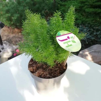 Аспарагус Myriocladus, Greenlife, комнатное растений